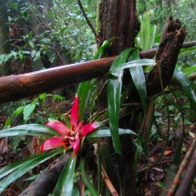 Flower in the Guapimirim section of the national park Serra dos Orgaos